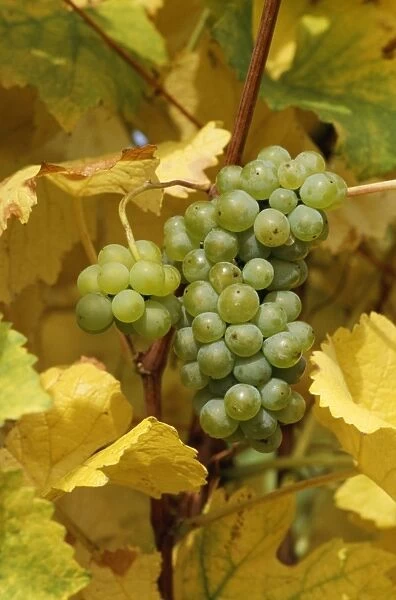 Green Grapes CMB 719 Vitis vinifera © Chris Martin Bahr  /  ARDEA LONDON