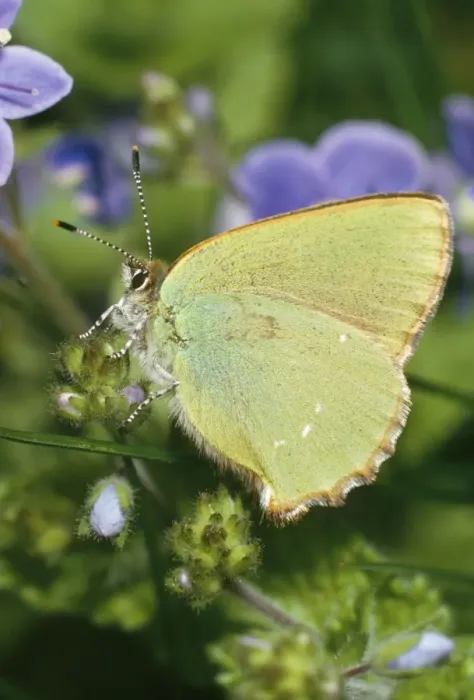 Framed Print : Green Hairstreak Butterfly Distribution: Throughout Europe, parts of North Africa & across Asia to Siberia. Found in UK & has wide distribution in Scotland, Wales & Ireland Framed Print : Green Hairstreak Butterfly Distribution: Throughout Europe, parts of North Africa & across Asia to Siberia. Found in UK & has wide distribution in Scotland, Wales & Ireland