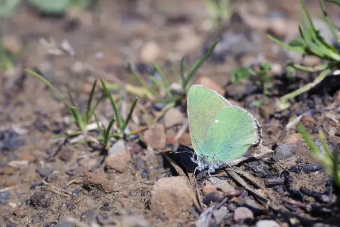 Framed Print : Green Hairstreak Butterfly - Spain