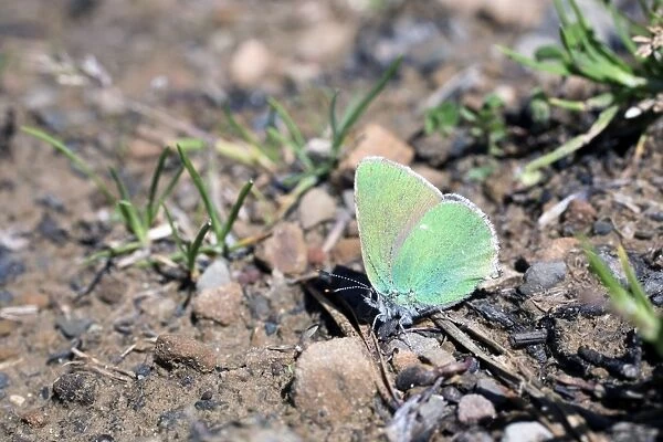 Green Hairstreak Butterfly - Spain
