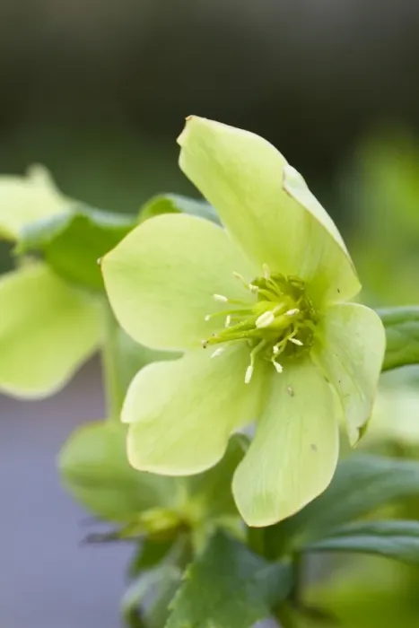 Framed Print : Green Hellebore - Cornwall - UK Framed Print : Green Hellebore - Cornwall - UK