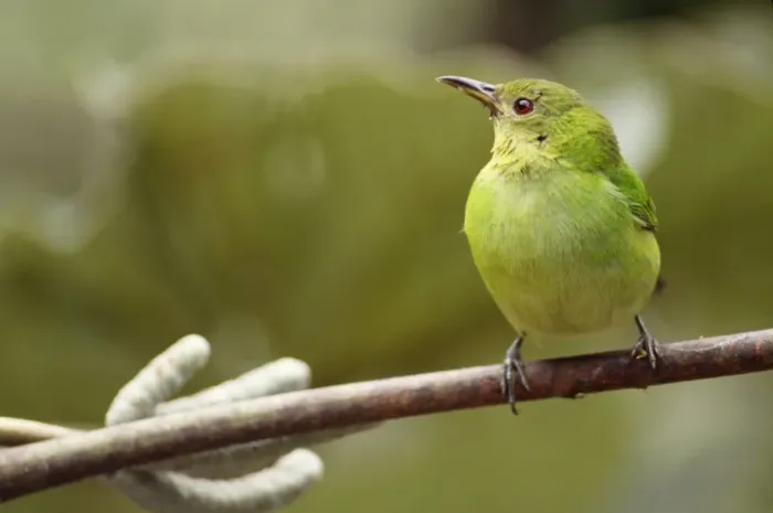 Framed Print : Green Honeycreeper - female, Cloud Forest, Venezuela, South America Framed Print : Green Honeycreeper - female, Cloud Forest, Venezuela, South America