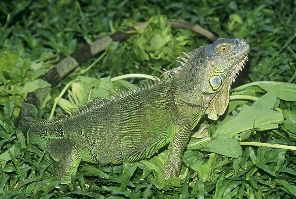 Green Iguana Bali Reptile Park, Bali Island
