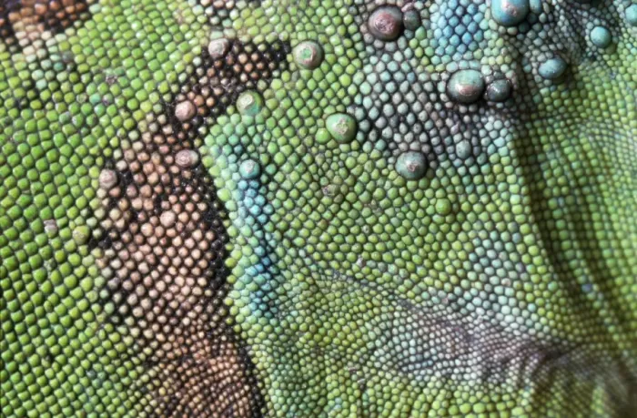 Framed Print : Green Iguana - close-up Framed Print : Green Iguana - close-up