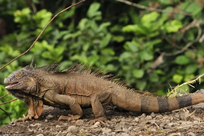 Framed Print : Green Iguana, Costa Rica