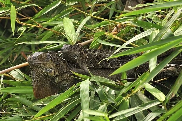 Green Iguana - two Costa Rica