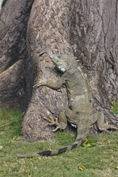 Framed Print : Green iguana - Park of Iguanas - Guayaquil - Ecuador