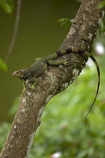 Green Iguana - Tropical rainforest - Costa Rica