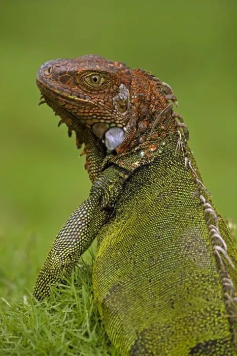Framed Print : Green Iguana - Tropical rainforest - Costa Rica Framed Print : Green Iguana - Tropical rainforest - Costa Rica