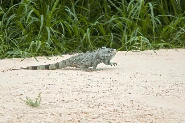 Green Iguana - Walking on riverbank - Pantanal - Brazil