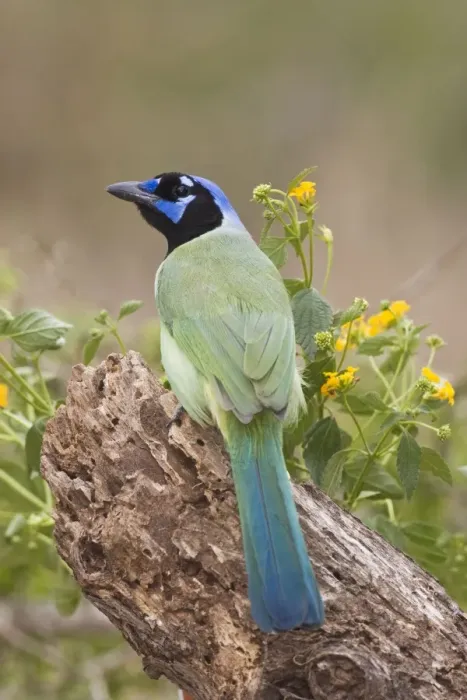 Framed Print : Green Jay South Texas Framed Print : Green Jay South Texas