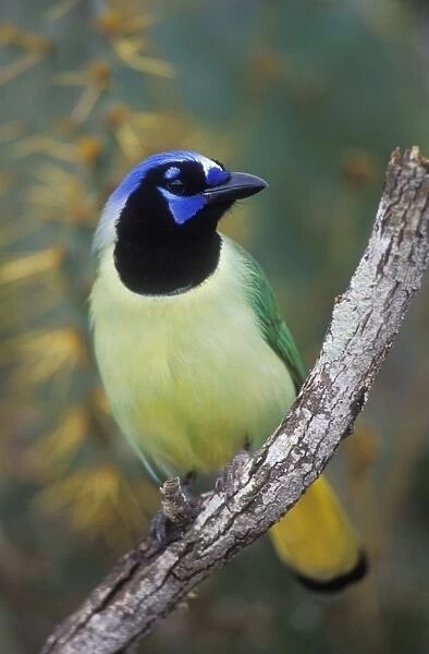 Green Jay - Tropical species, range extends to southern tip of Texas. Texas, USA