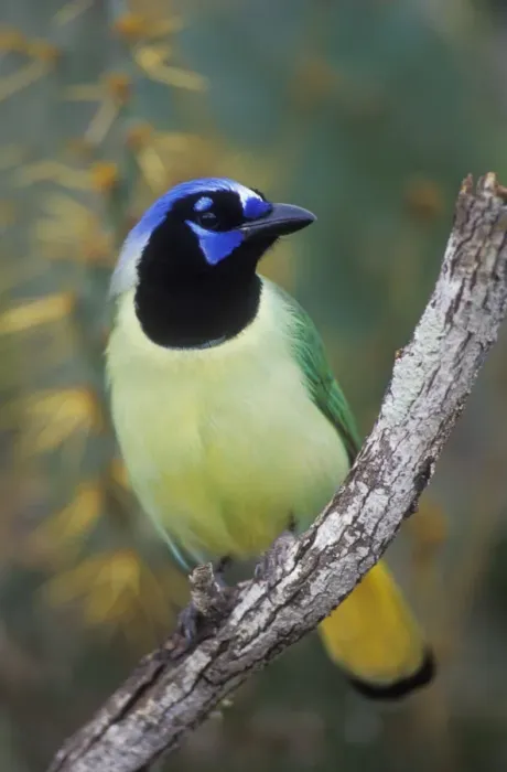 Framed Print : Green Jay - Tropical species, range extends to southern tip of Texas. Texas, USA Framed Print : Green Jay - Tropical species, range extends to southern tip of Texas. Texas, USA