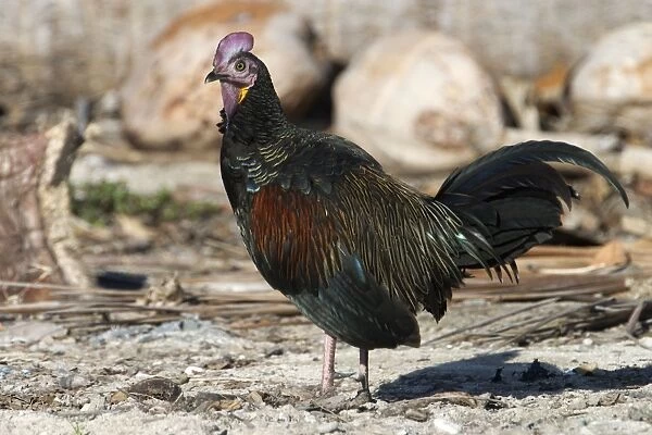 Green Junglefowl - male. Often seen foraging on grass edges of the airstrip and the road but wary birds quick to slip into dense roadside vegetation if a car stops. If surprised will fly off giving panic stricken calls