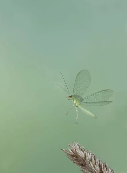 Green Lacewing - in flight taking off - Bedfordshire UK 008032