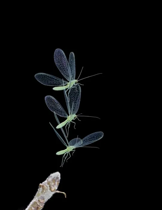 Framed Print : Green Lacewing - in flight taking off - multiflash - Bedfordshire UK 008034 Framed Print : Green Lacewing - in flight taking off - multiflash - Bedfordshire UK 008034