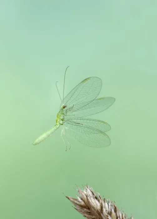 Framed Print : Green Lacewing - taking off - Bedfordshire UK 008033 Framed Print : Green Lacewing - taking off - Bedfordshire UK 008033