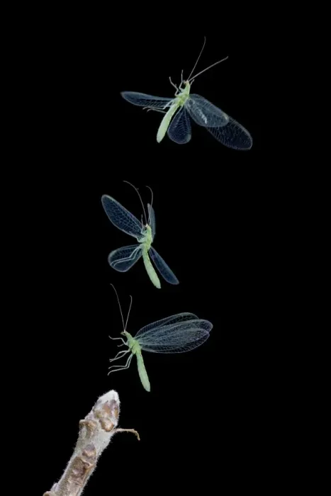 Framed Print : Green Lacewing - taking off - multiflash Bedfordshire UK 008036 Framed Print : Green Lacewing - taking off - multiflash Bedfordshire UK 008036