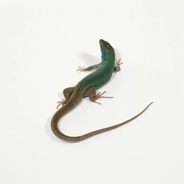 Framed Print : Green Lizard Framed Print : Green Lizard