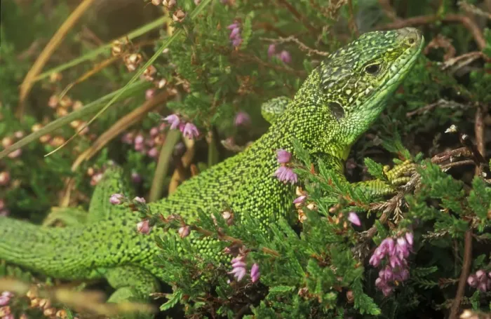 Framed Print : Green Lizard - Western Europe Framed Print : Green Lizard - Western Europe