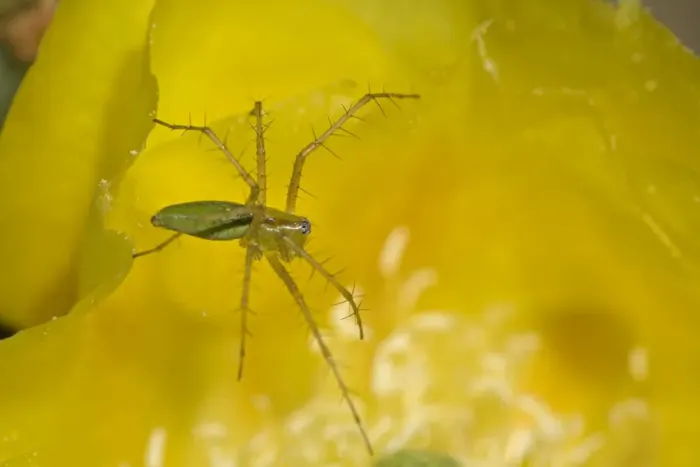 Framed Print : Green Lynx Spider - Arizona - On prickly pear blossom - Awaiting prey attracted to blossom - Ambush predator Framed Print : Green Lynx Spider - Arizona - On prickly pear blossom - Awaiting prey attracted to blossom - Ambush predator