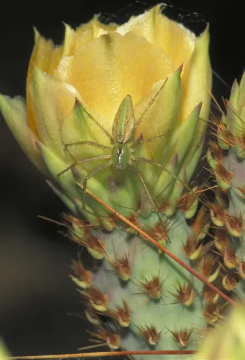 Framed Print : Green Lynx Spider - On prickly pear- Arizona - Preys on invertebrates attracted to blossoms - Ambushes predators Framed Print : Green Lynx Spider - On prickly pear- Arizona - Preys on invertebrates attracted to blossoms - Ambushes predators