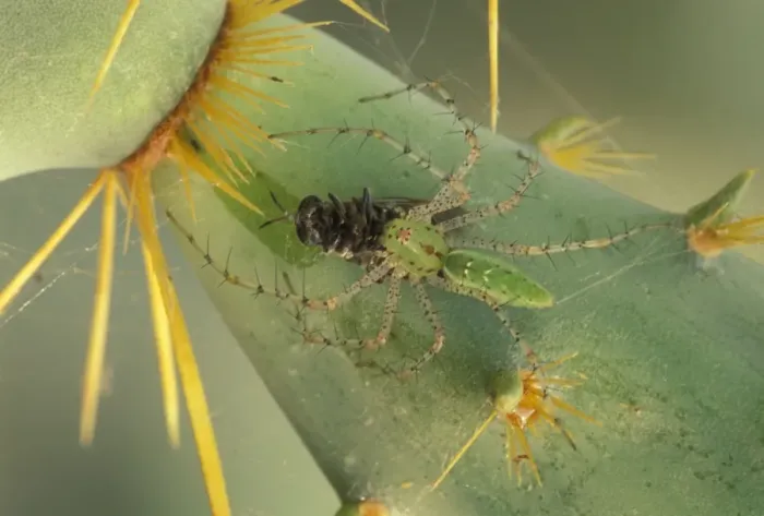 Framed Print : Green Lynx Spider - On prickly pear with captive prey - Arizona, USA - Preys on invertebrates attracted to blossoms - Ambush predator Framed Print : Green Lynx Spider - On prickly pear with captive prey - Arizona, USA - Preys on invertebrates attracted to blossoms - Ambush predator