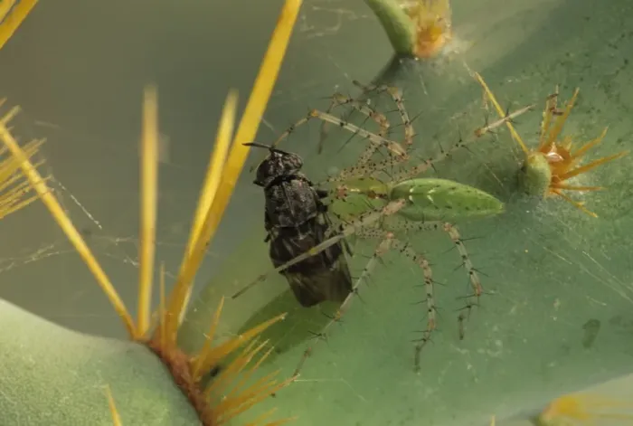 Framed Print : Green Lynx Spider - On prickly pear with captive prey - Arizona, USA - Preys on invertebrates attracted to blossoms - Ambush predator Framed Print : Green Lynx Spider - On prickly pear with captive prey - Arizona, USA - Preys on invertebrates attracted to blossoms - Ambush predator
