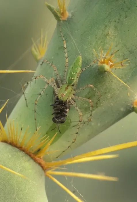 Framed Print : Green Lynx Spider - On prickly pear with prey - Arizona, USA - Preys on invertebrates attracted to blossoms Framed Print : Green Lynx Spider - On prickly pear with prey - Arizona, USA - Preys on invertebrates attracted to blossoms