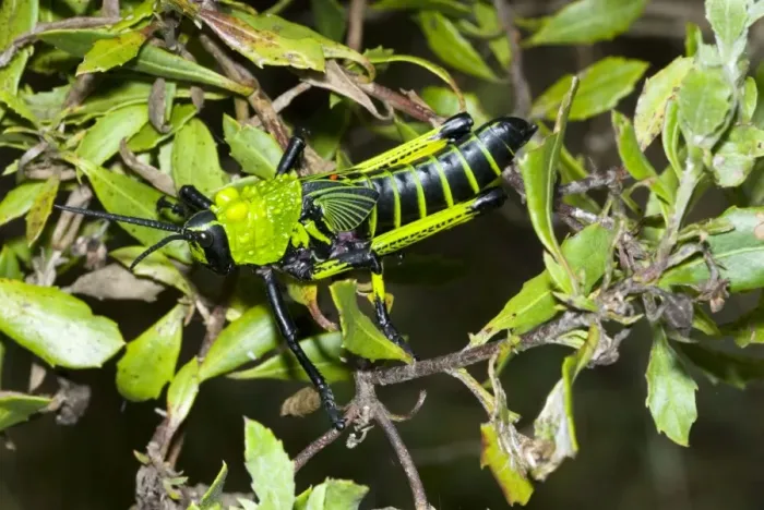 Framed Print : Green Milkweed locust nymph, showing warning colours. Red egg of parasitic fly (tachinid) visible between wing buds. Feeds on herbs and shrubs, sometimes damaging young citrus trees. Inhabits grassy areas. Gregarious, especially in nymphal stages Framed Print : Green Milkweed locust nymph, showing warning colours. Red egg of parasitic fly (tachinid) visible between wing buds. Feeds on herbs and shrubs, sometimes damaging young citrus trees. Inhabits grassy areas. Gregarious, especially in nymphal stages