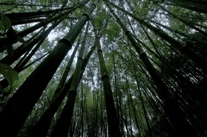 Framed Print : Green Mountain Bamboo forest - Tanzania - Africa Framed Print : Green Mountain Bamboo forest - Tanzania - Africa