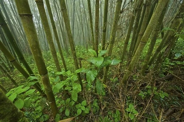 Green Mountain Bamboo forest - Tanzania - Africa