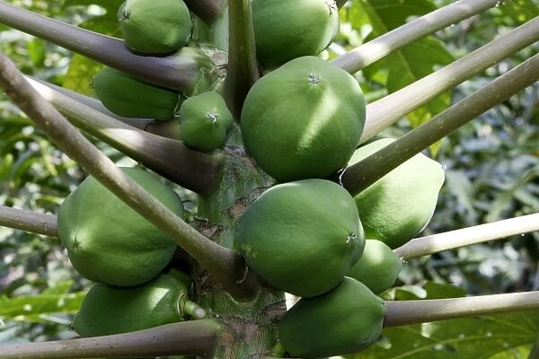 Green papaya  /  Melon fruit  /  Melon pawpaw. Omo Valley - Ethiopia