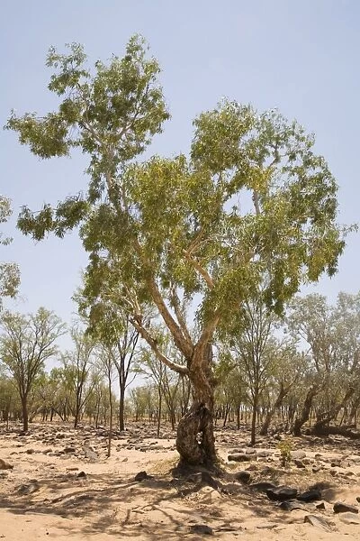Green Paperbark or Melaleuca The Hann River with a green Melaleuca. Tablelands Road, Kimberley, Western Australia