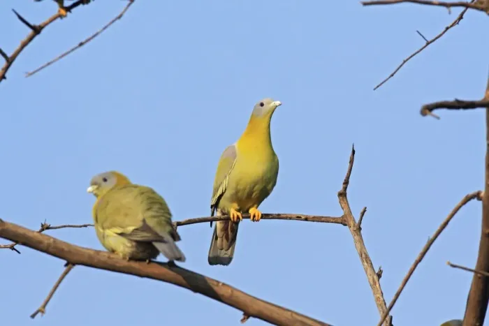 Framed Print : Green Pigeons, Ranthambhor National Park, India Framed Print : Green Pigeons, Ranthambhor National Park, India