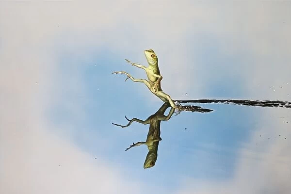 Green  /  Plumed Crested basilisk - basilisk youngster running on water Central America 005257