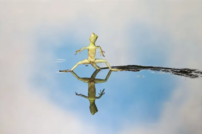 Framed Print : Green / Plumed Crested basilisk - young running across water Central America 005261 Framed Print : Green / Plumed Crested basilisk - young running across water Central America 005261