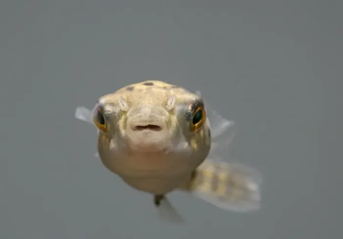 Framed Print : Green Puffer Fish – front view dist:s E Asia UK Framed Print : Green Puffer Fish – front view dist:s E Asia UK