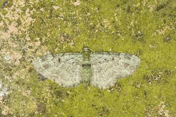Green Pug Moth - Essex, UK IN000881