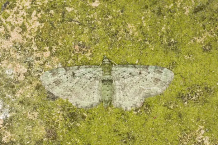 Framed Print : Green Pug Moth - Essex, UK IN000881 Framed Print : Green Pug Moth - Essex, UK IN000881