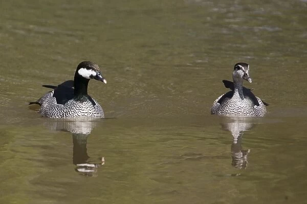 Green Pygmy-Goose Inhabits ponds and lagoons across northern Australia. During the wet season will move to ephemeral wetlands. Unusually this pair found on the fast flowing Barnett River during the wet season