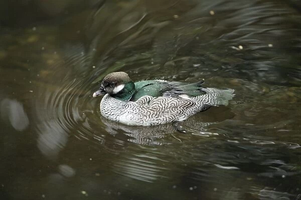 Green Pygmy-goose - male swimming on lake, Lower Saxony, Germany