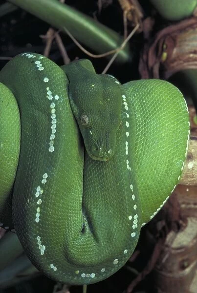 Green Python - Coiled. Australia - Found in rainforest areas of eastern Cape York Peninsula - A nocturnal arboreal Python which normally shelters in tree hollows-epiphytic ferns-etc during the day