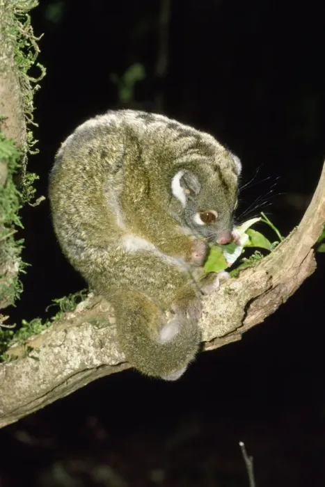 Framed Print : Green Ringtail Possum - eating leaf Framed Print : Green Ringtail Possum - eating leaf