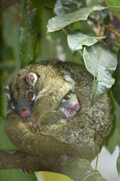 Green Ringtail Possum - female adult curled up on a branch trying to sleep but her baby is wiggling out of its pouch messing restlessly around - Atherton Tablelands, Queensland, Australia