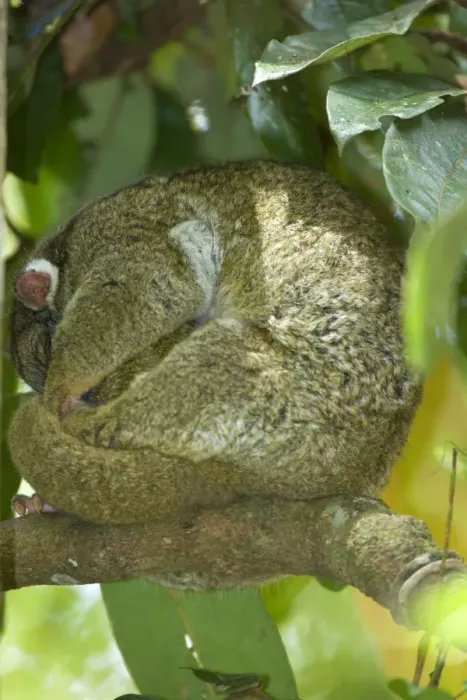 Framed Print : Green Ringtail Possum - female adult curled up on a branch sleeping - Atherton Tablelands, Queensland, Australia Framed Print : Green Ringtail Possum - female adult curled up on a branch sleeping - Atherton Tablelands, Queensland, Australia
