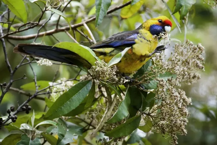 Framed Print : Green Rosella - adult sits on a tree feeding on its blooms. To be able to feed on them comfortably it uses its claw to bring the blossoms towards its beak Framed Print : Green Rosella - adult sits on a tree feeding on its blooms. To be able to feed on them comfortably it uses its claw to bring the blossoms towards its beak