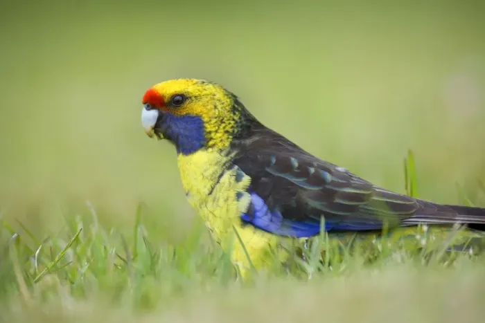 Framed Print : Green Rosella - adult sitting in meadow feeding on grass - Tasmania, Australia Framed Print : Green Rosella - adult sitting in meadow feeding on grass - Tasmania, Australia