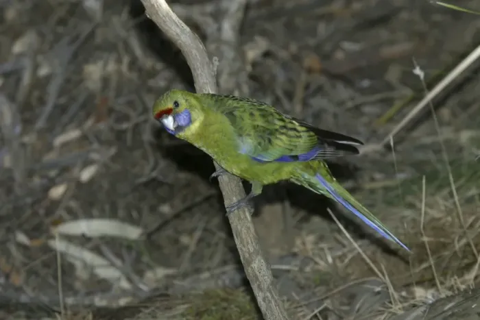 Framed Print : Green Rosella Approaching waterhole near Buckland, Tasmania, Australia Framed Print : Green Rosella Approaching waterhole near Buckland, Tasmania, Australia
