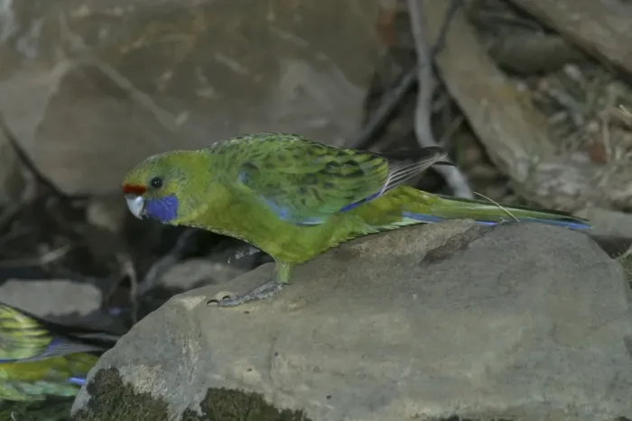 Framed Print : Green Rosella At waterhole near Buckland, Tasmania, Australia Framed Print : Green Rosella At waterhole near Buckland, Tasmania, Australia